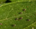Citrus red mite