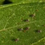 Citrus red mite