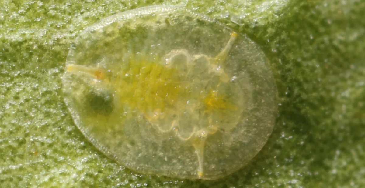 Citrus whitefly