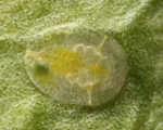 Citrus whitefly
