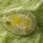 Citrus whitefly