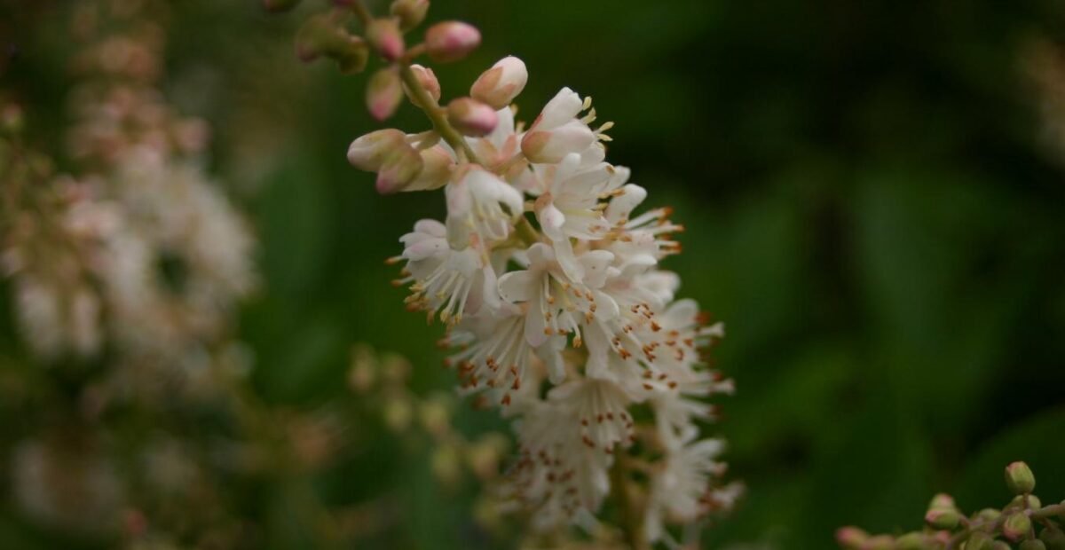 Erlenblättrige Zimterle (Clethra alnifolia) – Pflanzenfoto