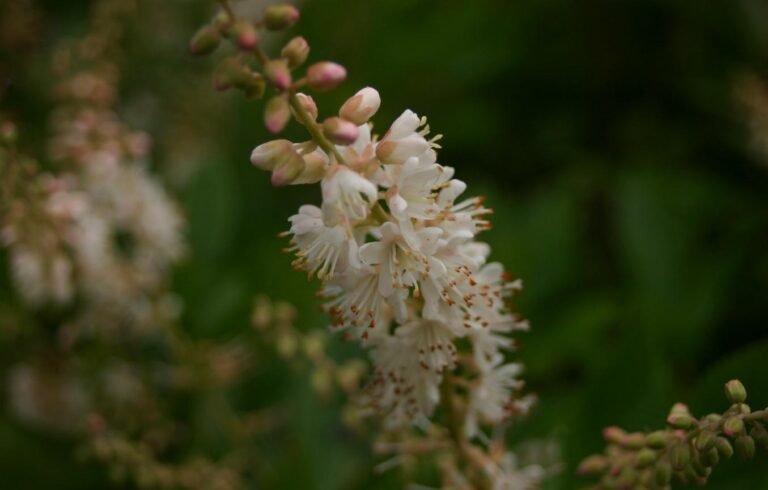 Sweet Pepperbush (Clethra alnifolia) – flowers in close-up, plant photo