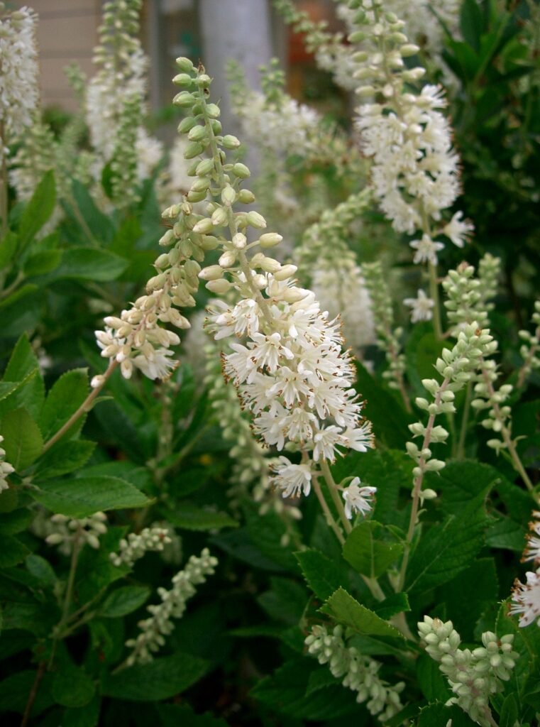 Erlenblättrige Zimterle (Clethra alnifolia) – typisches Erscheinungsbild, Pflanzenfoto