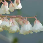 Clethra arborea – (Clethra arborea) – Pflanzenfoto