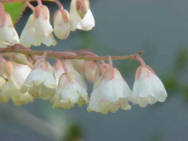 Clethra arborea