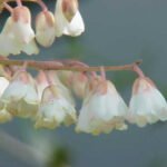 he lily-of-the-valley-tree (Clethra arborea) – characteristic appearance, plant photo