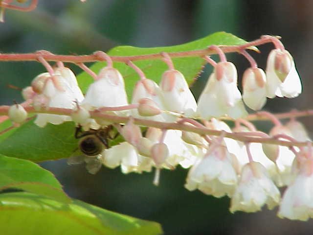 he lily-of-the-valley-tree (Clethra arborea) – characteristic appearance, plant photo