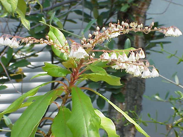 he lily-of-the-valley-tree (Clethra arborea) – characteristic appearance, plant photo