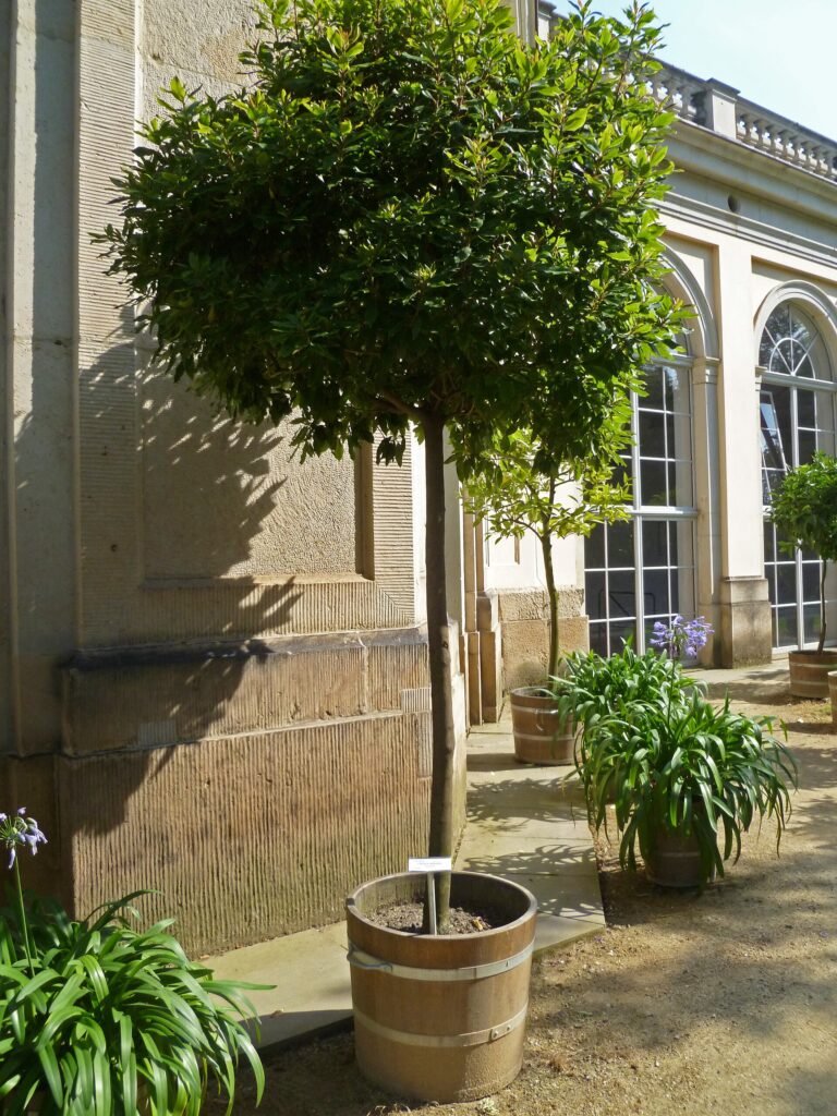 he lily-of-the-valley-tree (Clethra arborea) – in a garden setting, plant photo