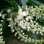 Clethra barbinervis – (Clethra barbinervis) – typisches Erscheinungsbild, Pflanzenfoto
