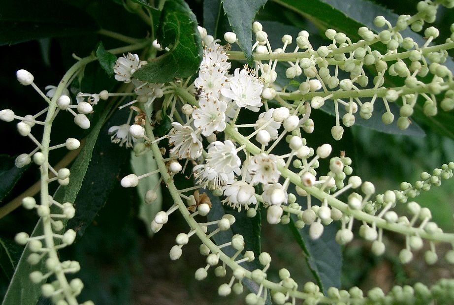 Clethra barbinervis – Pflanzenfoto