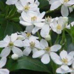 Clethra fargesii care guide (Clethra fargesii) – characteristic appearance, plant photo