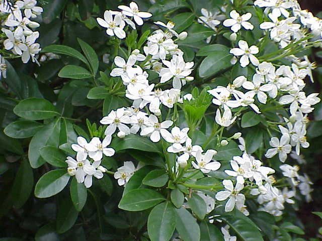 Clethra fargesii care guide (Clethra fargesii) – characteristic appearance, plant photo