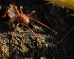 Clover mite