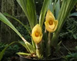 Clowes’ Tulip Orchid (Anguloa clowesii) care guide