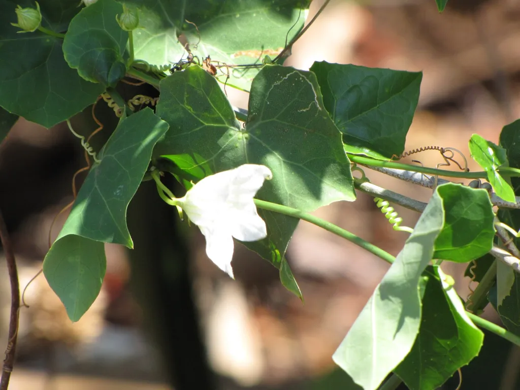 Tindola (Coccinia grandis) – Blüten in Nahaufnahme, Pflanzenfoto