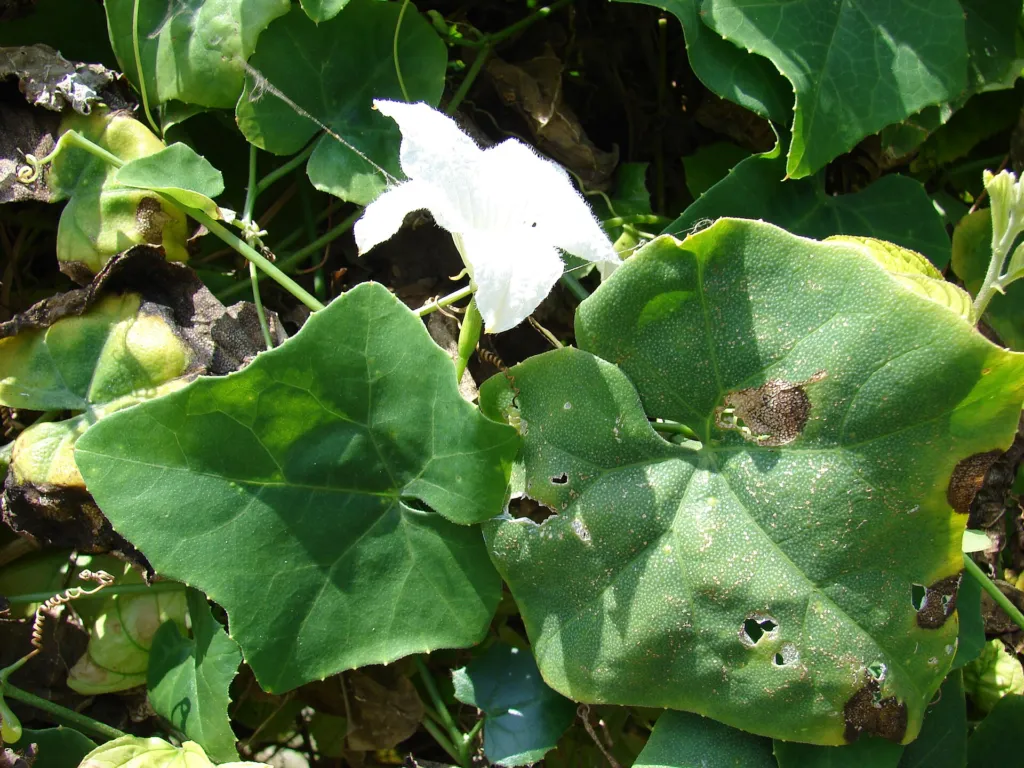Tindola (Coccinia grandis) – Blüten in Nahaufnahme, Pflanzenfoto
