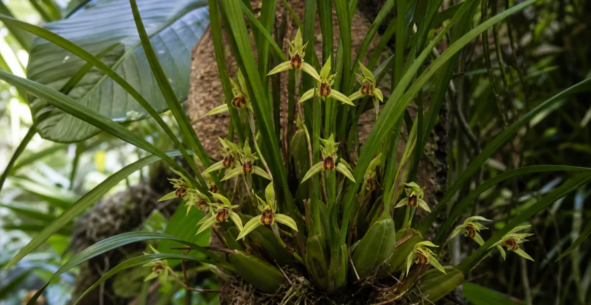 Coconut Orchid (Maxillaria tenuifolia) – plant photo