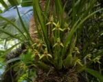 Coconut Orchid (Maxillaria tenuifolia) care guide