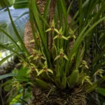 Coconut Orchid (Maxillaria tenuifolia) – plant photo