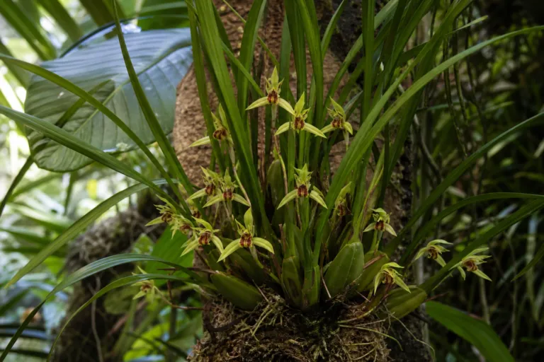 Maxillaria tenuifolia