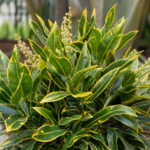 Codiaeum variegatum 'Banana' – fotografia rastliny