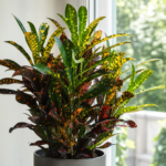 Codiaeum variegatum 'Franklin Roosevelt' – fotografia rastliny