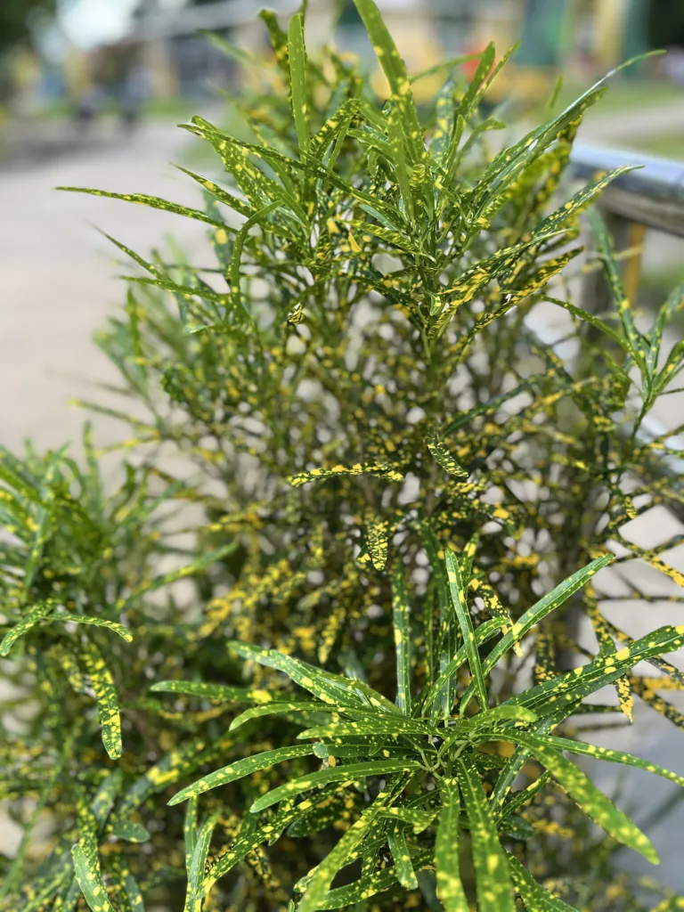 Gold Dust Croton (Codiaeum variegatum 'Gold Dust') – in a garden setting, plant photo