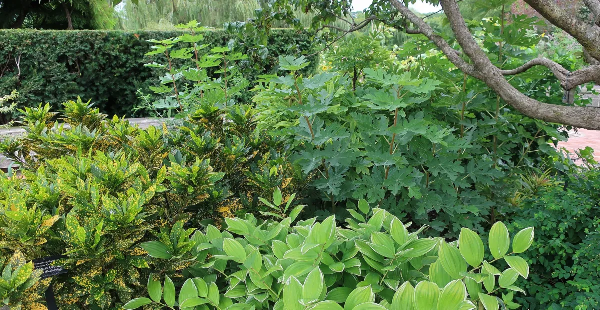 Gold Dust Croton (Codiaeum variegatum 'Gold Dust') – plant photo