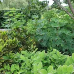 Gold Dust Croton (Codiaeum variegatum 'Gold Dust') – plant photo