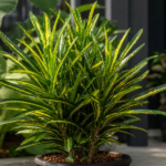 Codiaeum variegatum 'Gold Finger' – fotografia rastliny