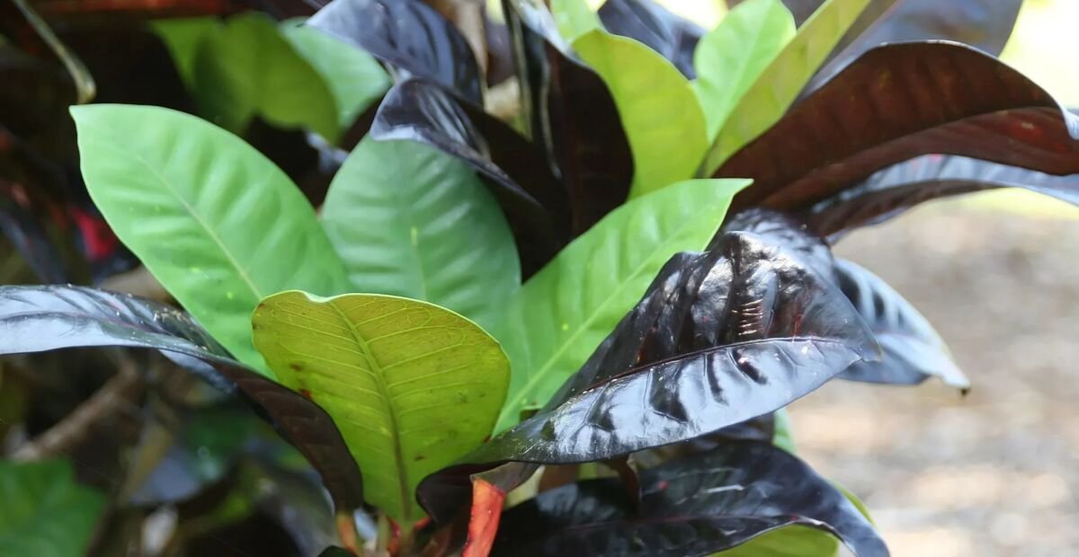 Codiaeum variegatum 'Norma' – fotografia rastliny