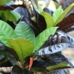 Codiaeum variegatum 'Norma' – fotografia rastliny