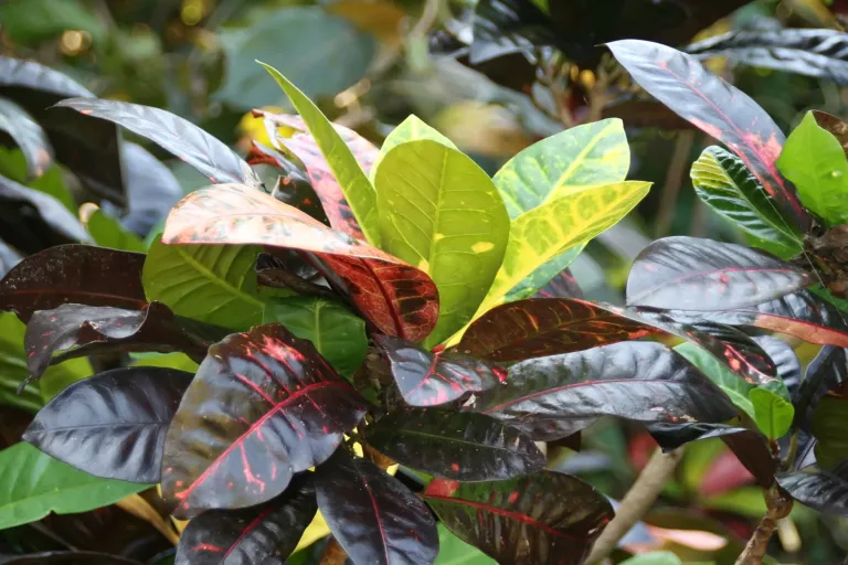 Norma Garden Croton (Codiaeum variegatum 'Norma') – in a garden setting, plant photo