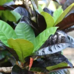 Norma Garden Croton (Codiaeum variegatum 'Norma') – plant photo