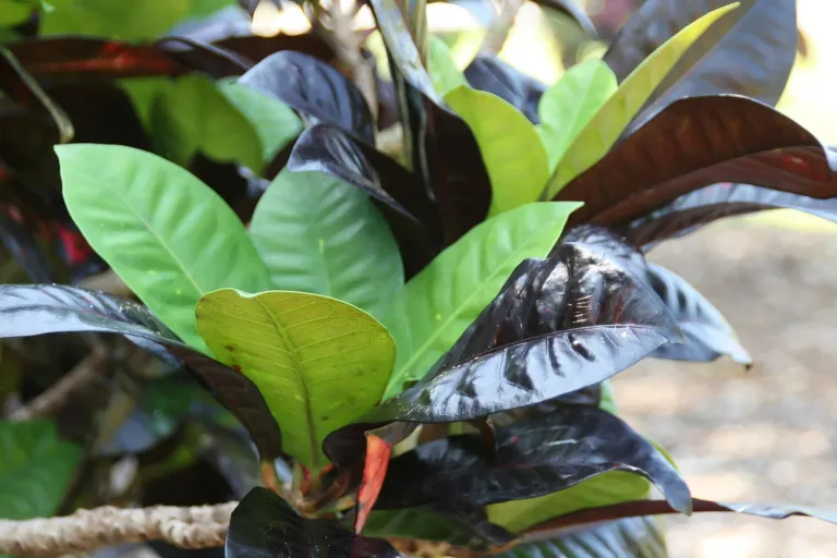 Codiaeum variegatum 'Norma'