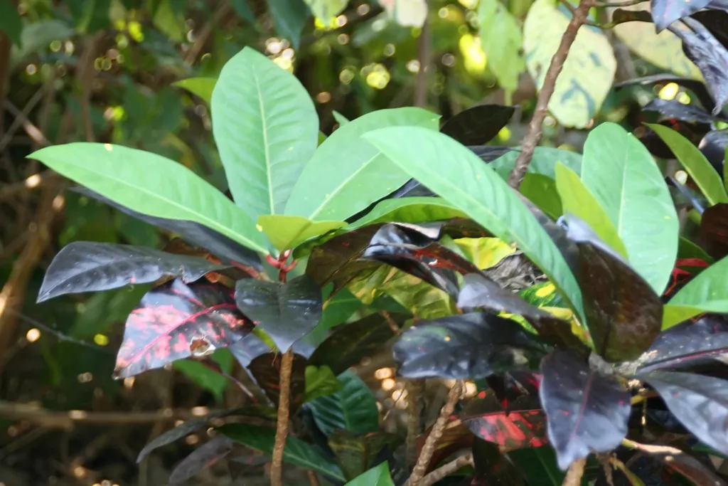 Norma Garden Croton (Codiaeum variegatum 'Norma') – in a garden setting, plant photo