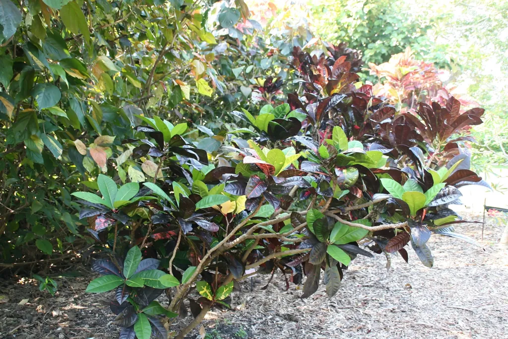 Norma Garden Croton (Codiaeum variegatum 'Norma') – in a garden setting, plant photo