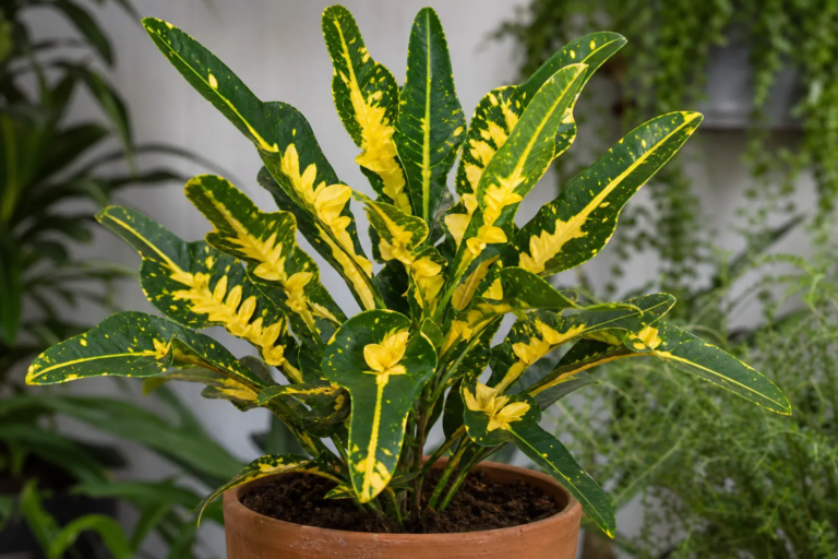Codiaeum variegatum 'Victoria Gold Bell'