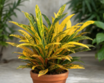 Yellow Iceton (Codiaeum variegatum ‘Yellow Iceton’)