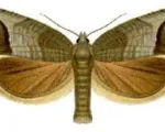 Codling moth