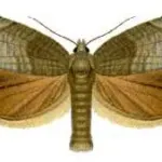 Codling moth