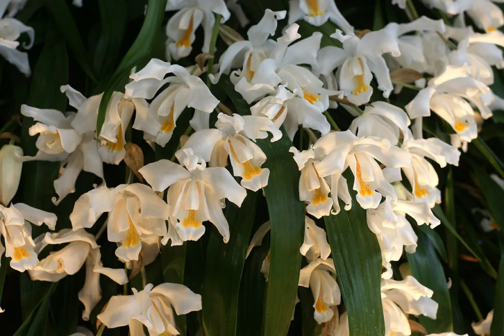 Coelogyne cristata – (Coelogyne cristata) – Blüten in Nahaufnahme, Pflanzenfoto