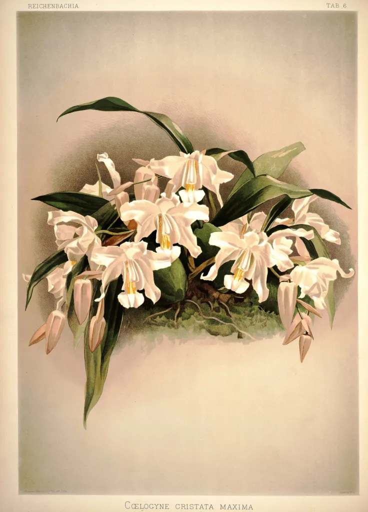 Coelogyne cristata – (Coelogyne cristata) – typisches Erscheinungsbild, Pflanzenfoto