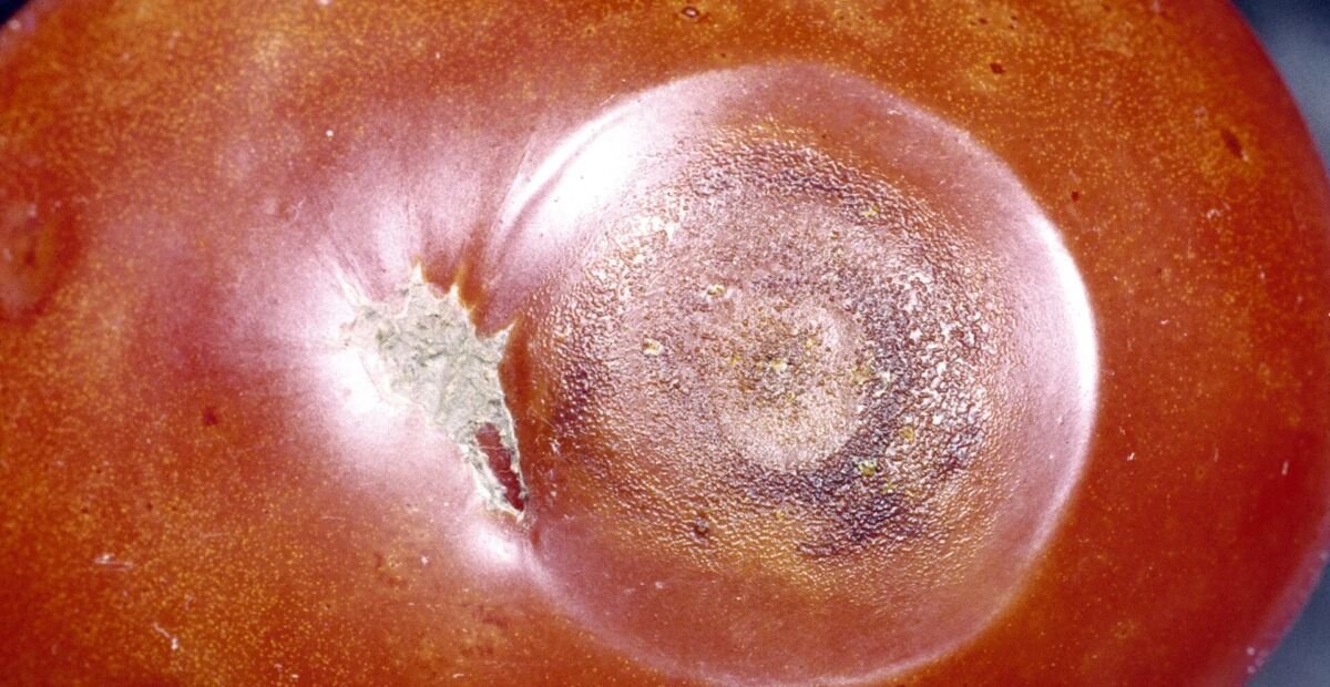 Colletotrichum-Welke und Schwarzpunktkrankheit