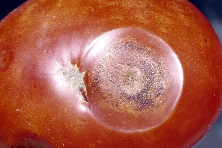 Colletotrichum-Welke und Schwarzpunktkrankheit