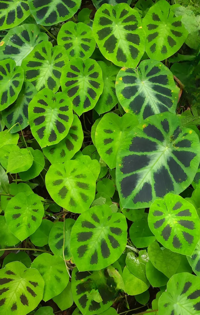 East-Himalayan Decorated Taro (Colocasia affinis) – characteristic appearance, plant photo