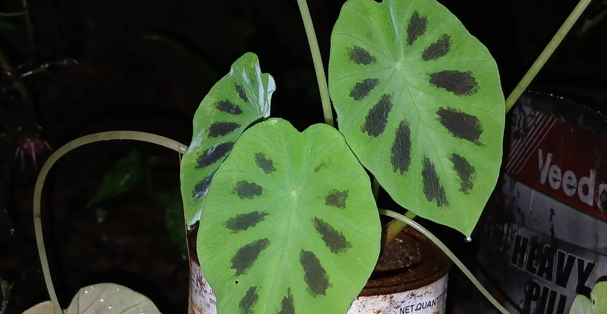East-Himalayan Decorated Taro (Colocasia affinis) – plant photo