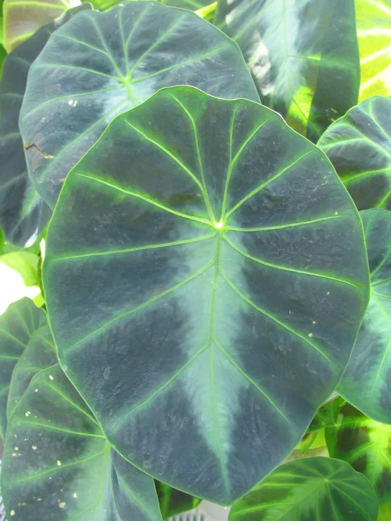 East-Himalayan Decorated Taro (Colocasia affinis) – leaves and shoots, plant photo